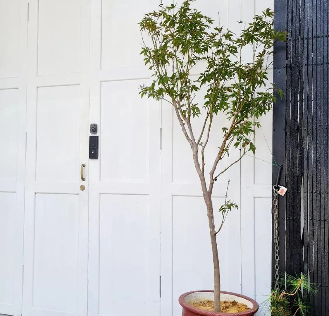 Alloggio in famiglia Kazuki Boutique Accommodation George Town